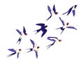 Flat small swallow bird flock flying in air. Cartoon group of barn swallows freedom flight in sky. Peaceful vector illustration Royalty Free Stock Photo