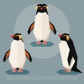 Flat southern rockhopper penguin Royalty Free Stock Photo