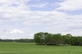 Flat spring pasture with cattle under trees Royalty Free Stock Photo