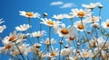 Flat spring and summer chamomile flowers on blue backgroud. Generative AI.