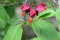 Flat-stalked spindle Euonymus sachalinensis orange-red fruit