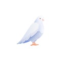 Flat Standing Pigeon Composition Royalty Free Stock Photo