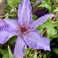 Pale Purple Clematis Flower