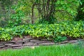 Flat stone wall in a garden with overflowing leafy vines Royalty Free Stock Photo