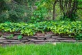 Flat stone wall in a garden with overflowing leafy vines Royalty Free Stock Photo