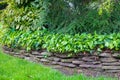 Flat stone wall in a garden with overflowing leafy vines Royalty Free Stock Photo