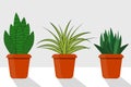 Flat style room plants in pots, illustration. Chlorophytum, sansevieriya. Royalty Free Stock Photo