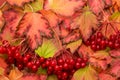 On a flat surface for the background are beautiful viburnum leaves