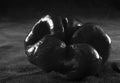 Flat sweet pepper in monochrome on dark background