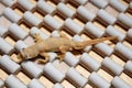 The flat-tailed house gecko adult start shedding skin