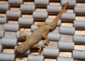 The flat-tailed house gecko adult start shedding skin