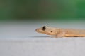 Flat-tailed house gecko Royalty Free Stock Photo