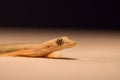 Flat-tailed house gecko Royalty Free Stock Photo