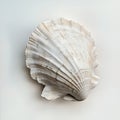 flat, textured and grooved seashell, weathered and cracked Royalty Free Stock Photo