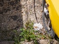 Flat tire on old, abandoned yellow car , green grass growing on concrete road Royalty Free Stock Photo