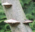 Flat Toadstools Growing on a Tree Trunk Royalty Free Stock Photo