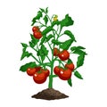 Flat Tomato Plant