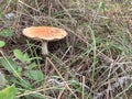 Flat top orange mushroom in the grass