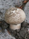 Flat Topped Agaricus - Agaricus moelleri Royalty Free Stock Photo