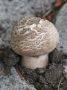 Flat Topped Agaricus - Agaricus moelleri