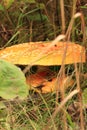 Flat topped mushroom in fall forest