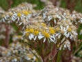 Flat topped white aster (Aster umbellatus) flowering with flat topped clusters of starry white daisies