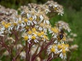 Flat topped white aster (Aster umbellatus) flowering with flat topped clusters of starry white daisies