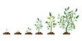 Flat tree growth process. Tree vector icon. Nature background vector. Stock image Royalty Free Stock Photo