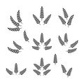 Flat Vector Agriculture Wheat Icon Set Isolated, Organic Wheat, Rice Ears. Design Template for Bread, Beer Logo Royalty Free Stock Photo