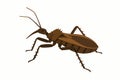 Flat vector assassin bug with sharp beak and spiny legs, brown palette, vector-friendly, isolated on white Royalty Free Stock Photo