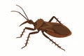 Flat vector assassin bug with sharp beak and spiny legs, brown palette, vector-friendly, isolated on white Royalty Free Stock Photo
