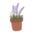 Flat vector blossom lavender in a pot. Royalty Free Stock Photo