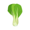 Flat vector of Bok choy isolated on white Royalty Free Stock Photo