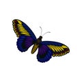 Flat vector of bright blue-yellow butterfly. Flying insect with two pairs of wings with beautiful pattern. Nature theme