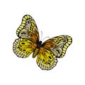 Flat vector of butterfly with beautiful pattern on wings. Flying insect. Nature and entomology theme Royalty Free Stock Photo