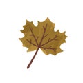 Flat vector cartoon illustration of autumn withered brown leaf. Fall dried canadian maple icon isolated on white