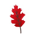 Flat vector cartoon illustration of bright red oak leaf. Textured tree foliage for autumn herbarium isolated on white