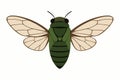Flat vector cicada with wide wings and green shell, simplified shapes, vector-friendly, isolated on white Royalty Free Stock Photo