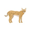 Flat vector design of beautiful serval, side view. Wild cat with spotted body. Predatory African animal
