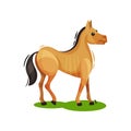 Flat vector design of brown horse standing on green grass, side view. Hoofed mammal animal. Wildlife theme Royalty Free Stock Photo