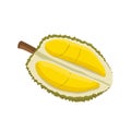 Flat vector of Durian isolated on white background