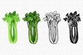 Flat Vector Green Celery Icon Set. Design Template of Fresh Cartoon Celery, Detailed Vector Illustration Royalty Free Stock Photo