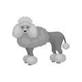 Flat vector icon of adorable toy poodle, side view. Lovely dog with gray curly hair. Domestic animal