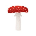 Flat vector icon of amanita muscaria. Fly agaric mushroom. Poisonous forest fungus. Toadstool with red spotted cap Royalty Free Stock Photo