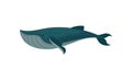 Flat vector icon of blue whale. Large marine mammal. Sea animal. Element for children book or mobile game Royalty Free Stock Photo