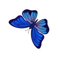 Flat vector icon of bright butterfly. Flying insect with two pairs of wings with beautiful pattern. Design for wall Royalty Free Stock Photo