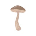 Flat vector icon of brown cap boletus or leccinum mushroom. Cooking ingredient. Forest fungus. Edible natural product