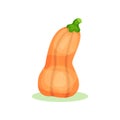 Flat vector icon of butternut squash. Orange bell-shaped pumpkin with green stem. Natural and healthy food