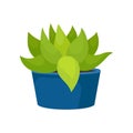 Flat vector icon of cactus with green leaves in blue ceramic pot. Succulent plant. Natural home decor element. Small Royalty Free Stock Photo