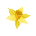 Flat vector icon of daffodil. Narcissus with bright yellow petals. Spring flower. Element for botanical book, postcard Royalty Free Stock Photo